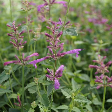 AGASTACHE 'Heatwave' ®