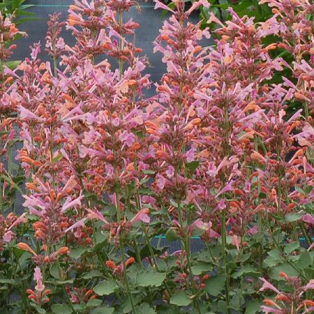 AGASTACHE 'Kudos Ambrosia' ®