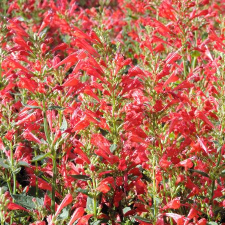 AGASTACHE 'Kudos Red' ®