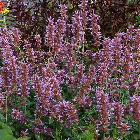 AGASTACHE 'Kudos Silver Blue' ®