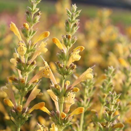 AGASTACHE 'Kudos Yellow'