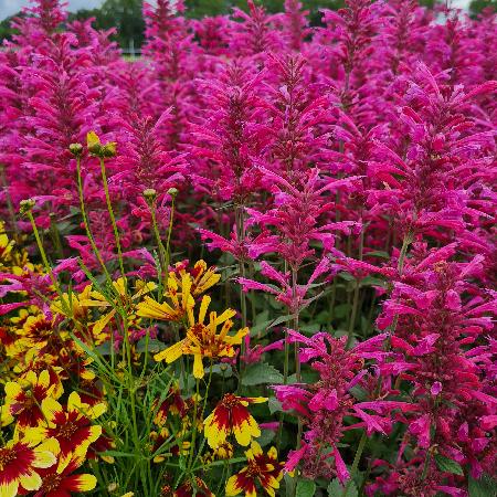 AGASTACHE 'Morello'