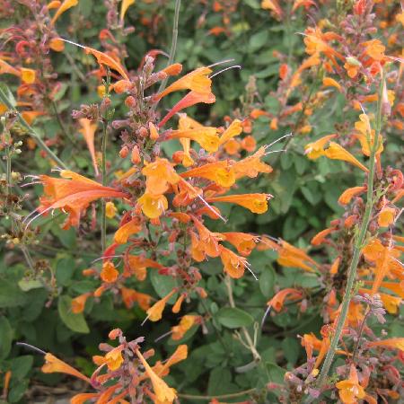 AGASTACHE aurantiaca 'Tango'