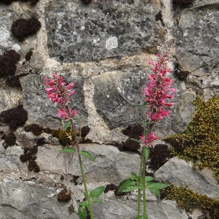 AGASTACHE barberi 'Tutti Frutti'