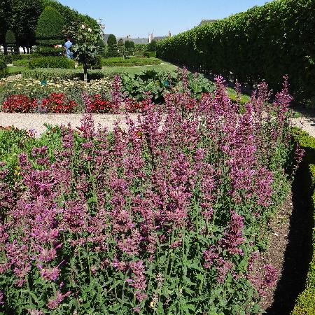 AGASTACHE mexicana 'Red Fortune' ®