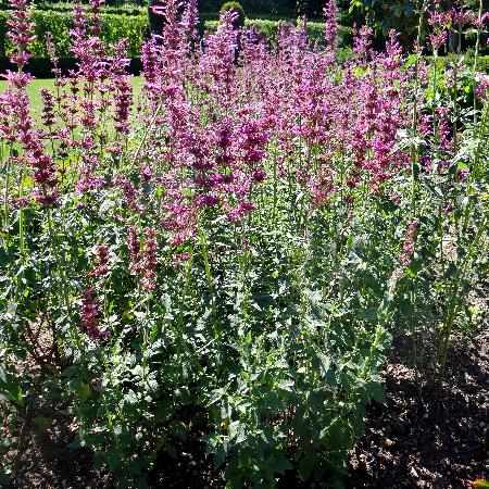 AGASTACHE mexicana 'Red Fortune' ®