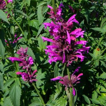 AGASTACHE mexicana 'Sangria'