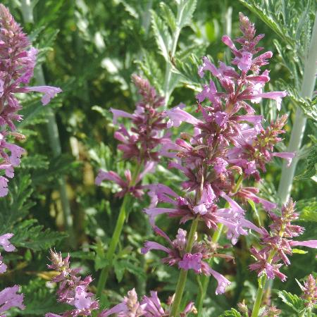AGASTACHE pallidiflora 'Pink Pop'