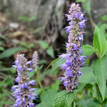 AGASTACHE rugosa