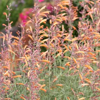 AGASTACHE rupestris