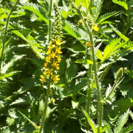 AGRIMONIA eupatoria