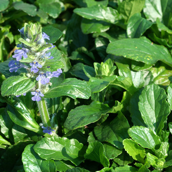 AJUGA reptans