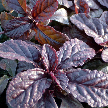 AJUGA reptans 'Atropurpurea'