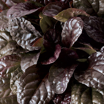 AJUGA reptans 'Elmblüt'