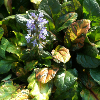 AJUGA reptans 'Multicolor'