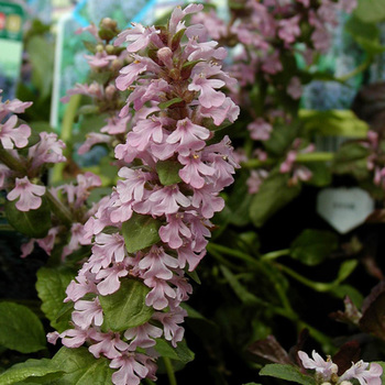 AJUGA reptans 'Rosea'