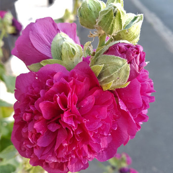 ALCEA rosea Chater's Double rose