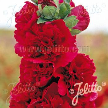 ALCEA rosea Chater's Double rouge