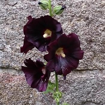 ALCEA rosea 'Nigra'