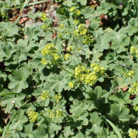 ALCHEMILLA erythropoda