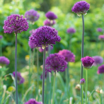 ALLIUM aflatunense 'Purple Sensation' 