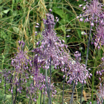 ALLIUM carinatum ssp. pulchellum