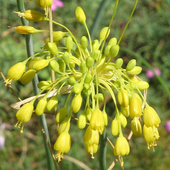 ALLIUM flavum