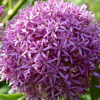 ALLIUM 'Globemaster'