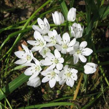 ALLIUM neapolitanum