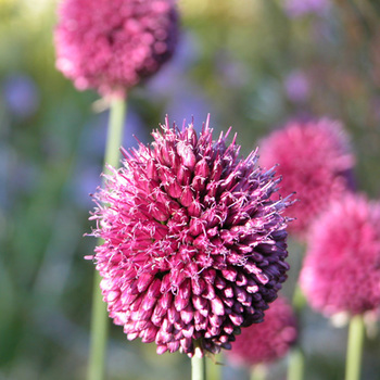 ALLIUM sphaerocephalon 