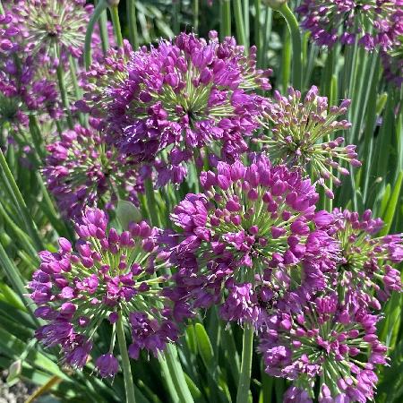 ALLIUM 'Lavender Bubbles'