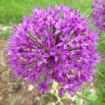 ALLIUM stipitatum 'Violet Beauty'