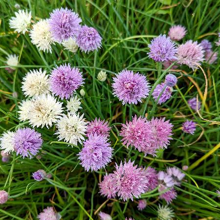 ALLIUM schoenoprasum 'Mixed One'