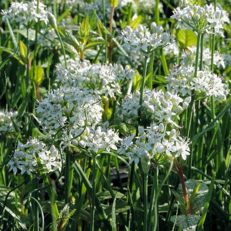 ALLIUM tuberosum 'Cliffs of Dover' ®
