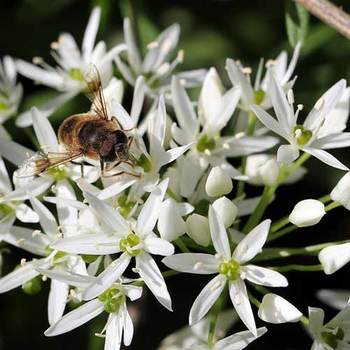 ALLIUM ursinum