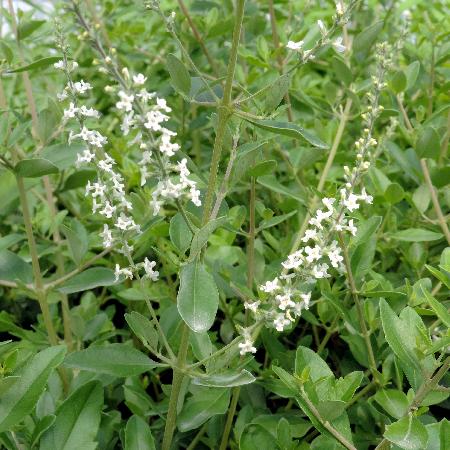 ALOYSIA virgata