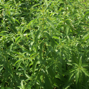 ALOYSIA triphylla (Verveine citronelle)