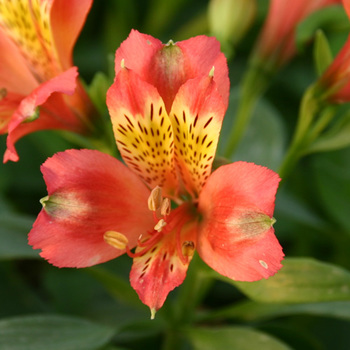 ALSTROEMERIA