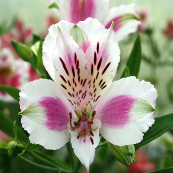ALSTROEMERIA 'Fougeré'