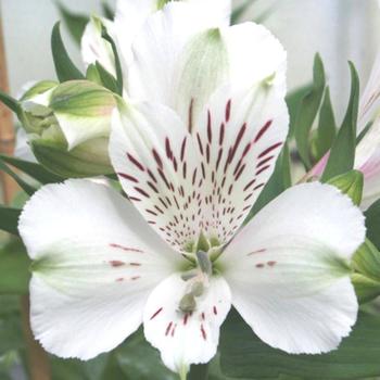 ALSTROEMERIA 'Mazé' ®