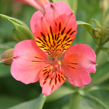 ALSTROEMERIA 'Tiercé'