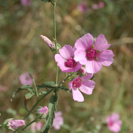 ALTHAEA cannabina