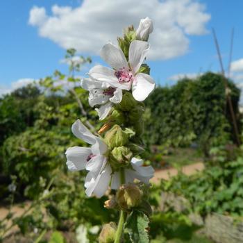 ALTHAEA officinalis