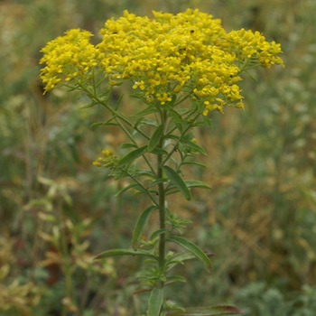 ALYSSUM montanum