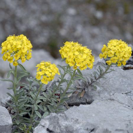 ALYSSUM