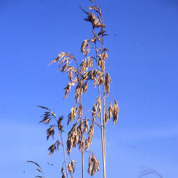 AMPELODESMOS mauritanicus