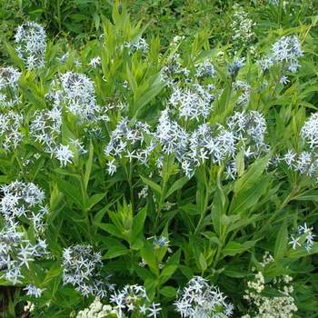 AMSONIA 'Blue Ice'  