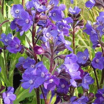 ANCHUSA azurea 'Loddon Royalist'