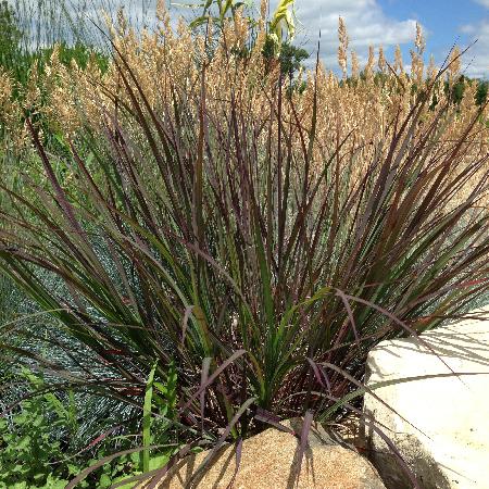 ANDROPOGON gerardii 'Blackhawks' ®