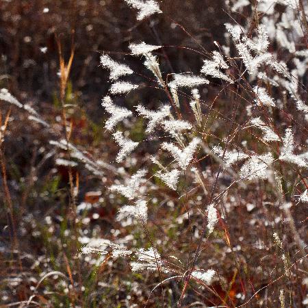 ANDROPOGON ternarius